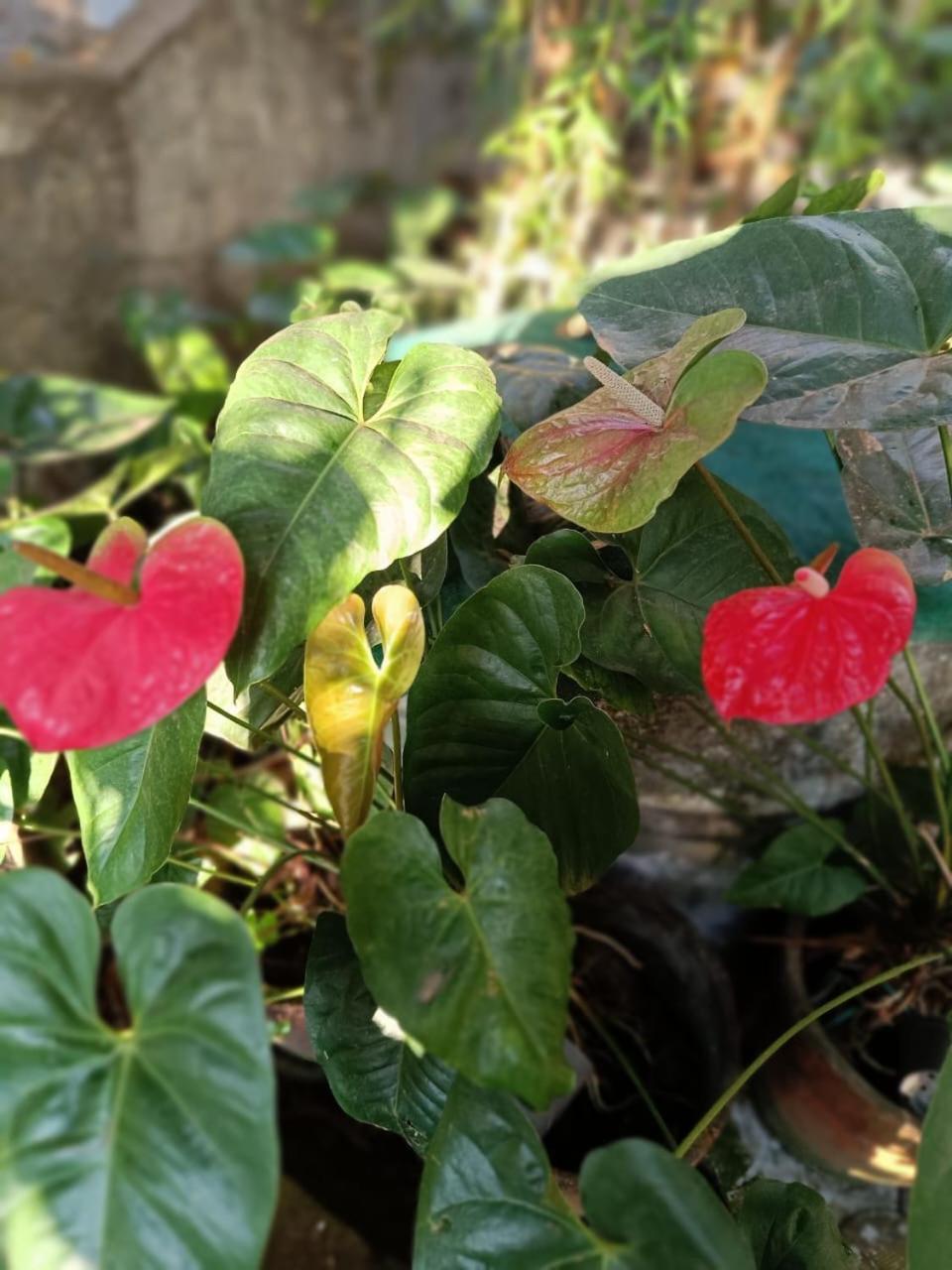 Chaithritha Ladies Homestay Thiruvananthapuram Екстер'єр фото